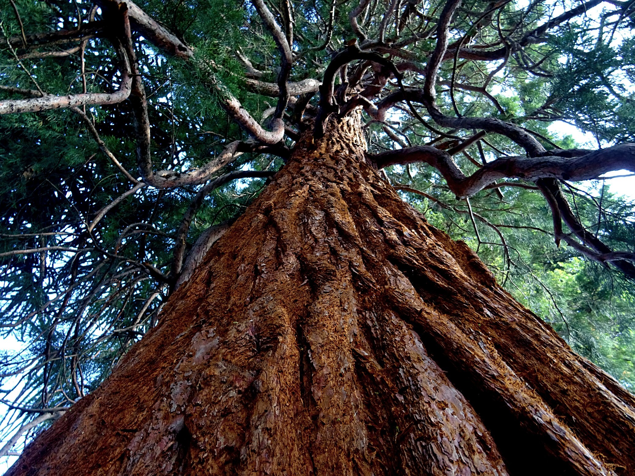 Green Leafed Tree